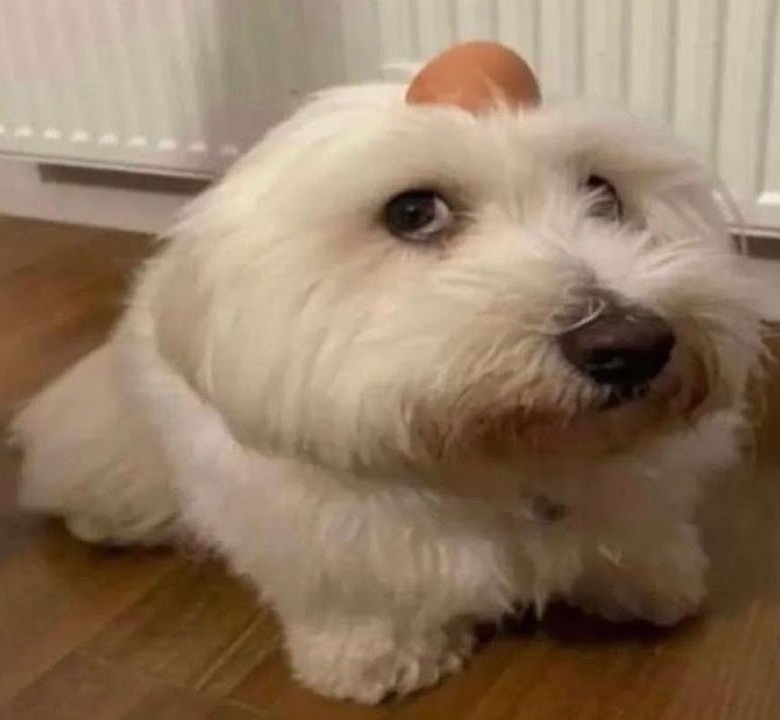 Собака